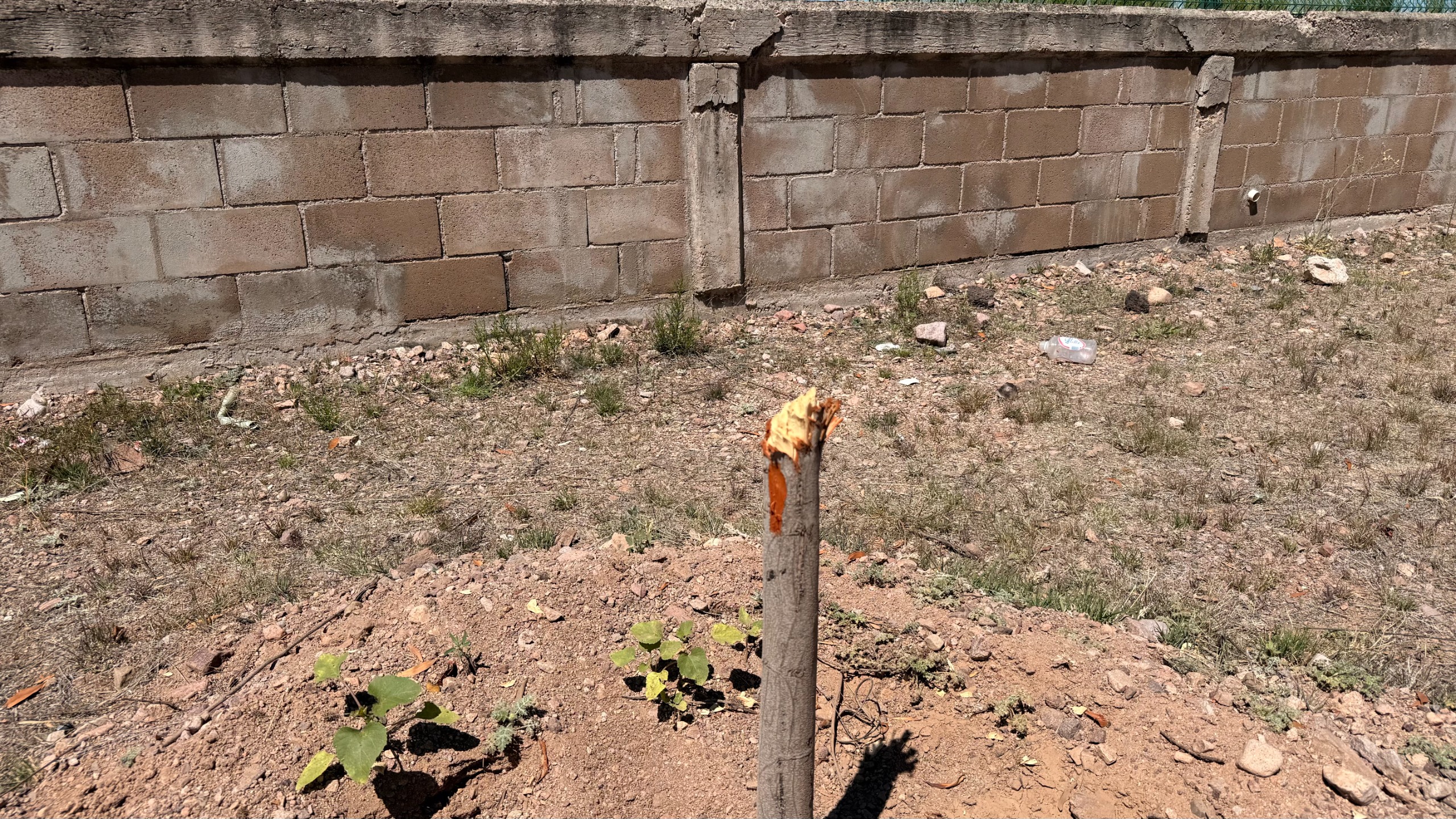 Llaman a frenar vandalismo contra bosque urbano