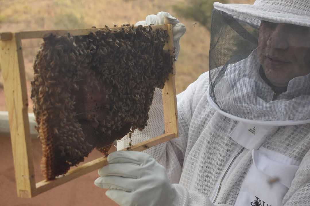 Invitan a registrarse al Taller de Apicultura